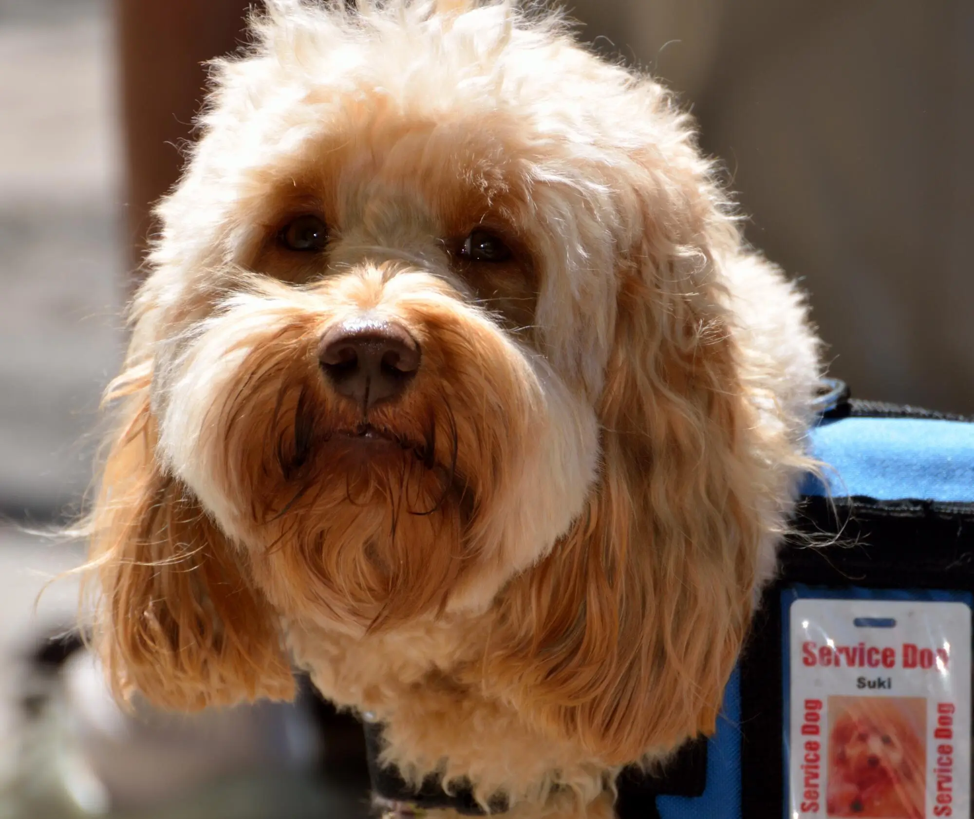 Support Animals: Landlords' Guide in Glenwood Springs, CO